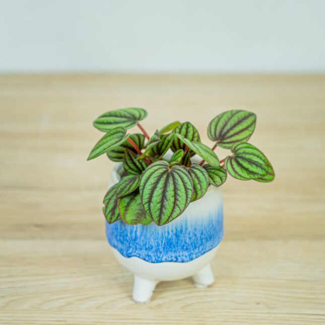 peperomia-piccolo-banda-albovittata-baby peperomia-piccolo-banda-albovittata-baby