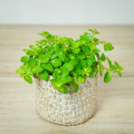 peperomia-rotundifolia