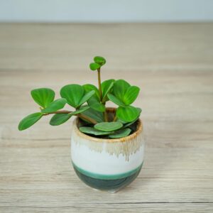 peperomia-tetraphylla-hope-baby