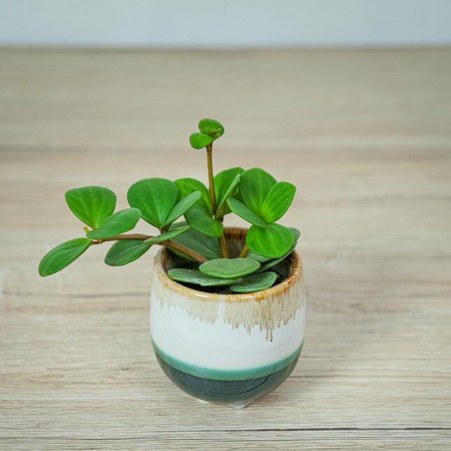 peperomia-tetraphylla-hope-baby peperomia-tetraphylla-hope-baby