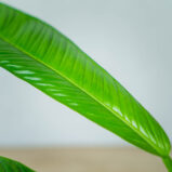 philodendron-campii-lynette