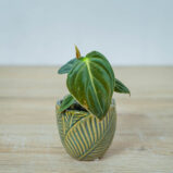 philodendron-melanochrysum-baby