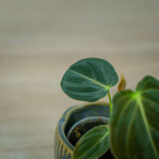 philodendron-melanochrysum-baby