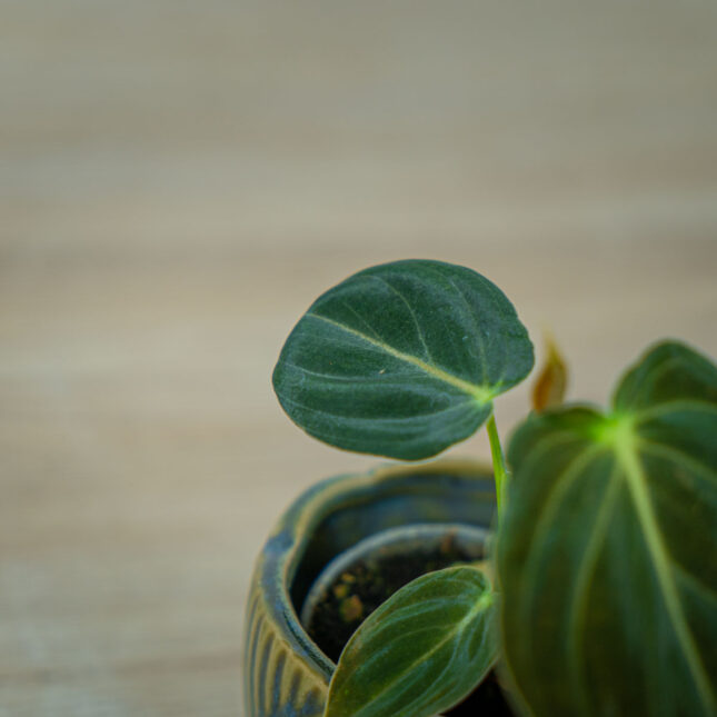 philodendron-melanochrysum-baby (2) philodendron-melanochrysum-baby