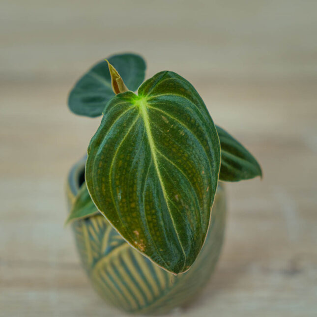 philodendron-melanochrysum-baby (3) philodendron-melanochrysum-baby