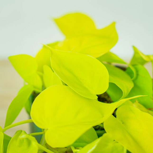 philodendron-scandens-lemon-lime (3) philodendron-scandens-lemon-lime