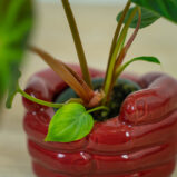 philodendron-verrucosum-baby