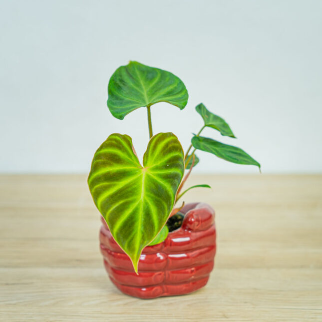 philodendron-verrucosum-baby philodendron-verrucosum-baby