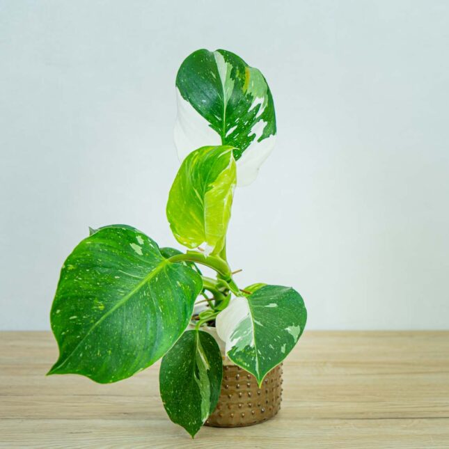philodendron-white-wizard philodendron-white-wizard