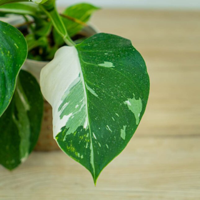 philodendron-white-wizard (2) philodendron-white-wizard