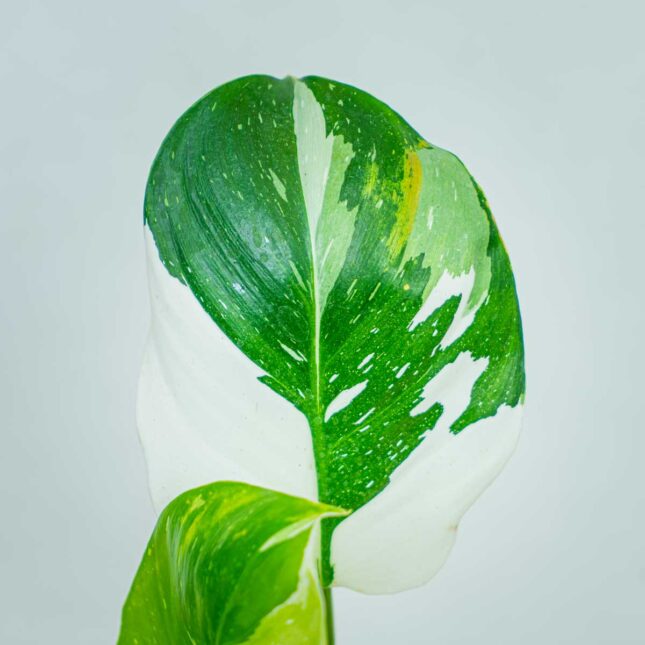 philodendron-white-wizard (3) philodendron-white-wizard