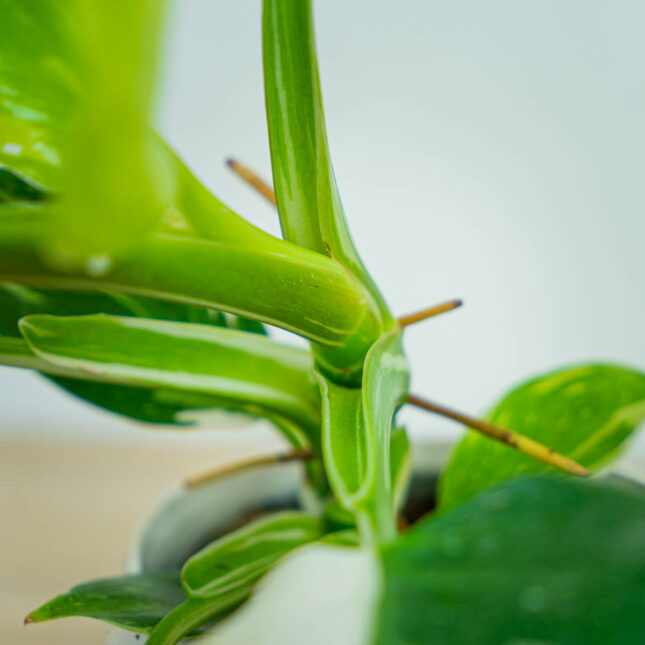 philodendron-white-wizard (4) philodendron-white-wizard