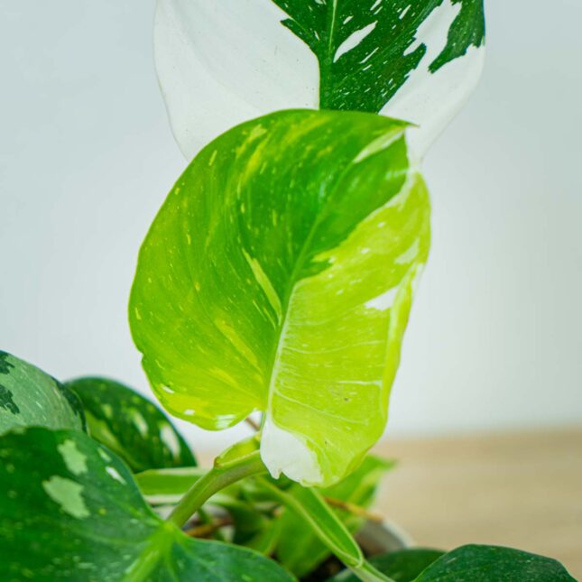 philodendron-white-wizard (5) philodendron-white-wizard