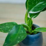 philodendron-white-wizard-baby