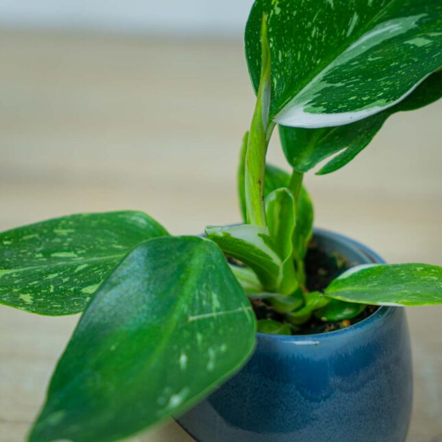 philodendron-white-wizard-baby (2) philodendron-white-wizard-baby