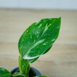 philodendron-white-wizard-baby