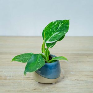 philodendron-white-wizard-baby