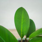 rhaphidophora-hongkongensis