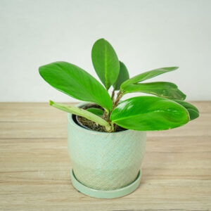 rhaphidophora-hongkongensis