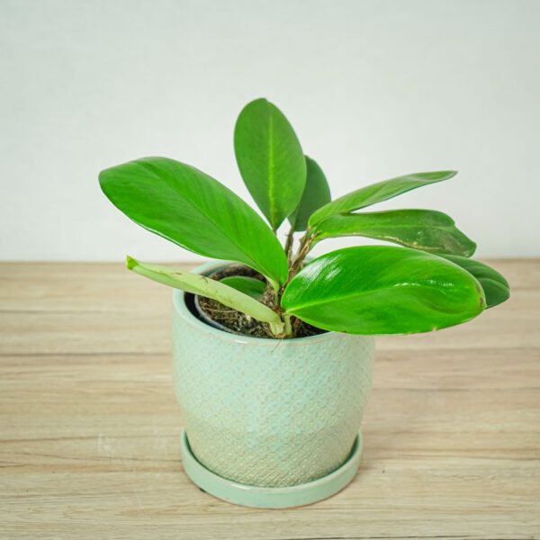 rhaphidophora-hongkongensis rhaphidophora-hongkongensis