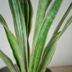 sansevieria-aubrytiana-metallica