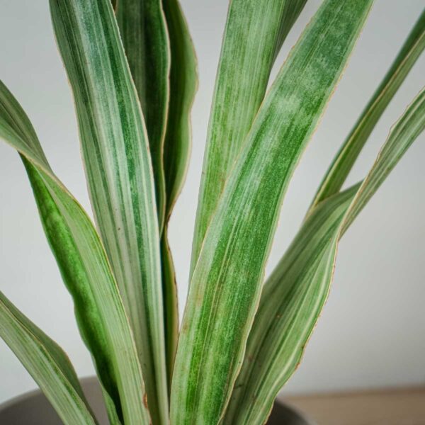 sansevieria-aubrytiana-metallica (2) sansevieria-aubrytiana-metallica