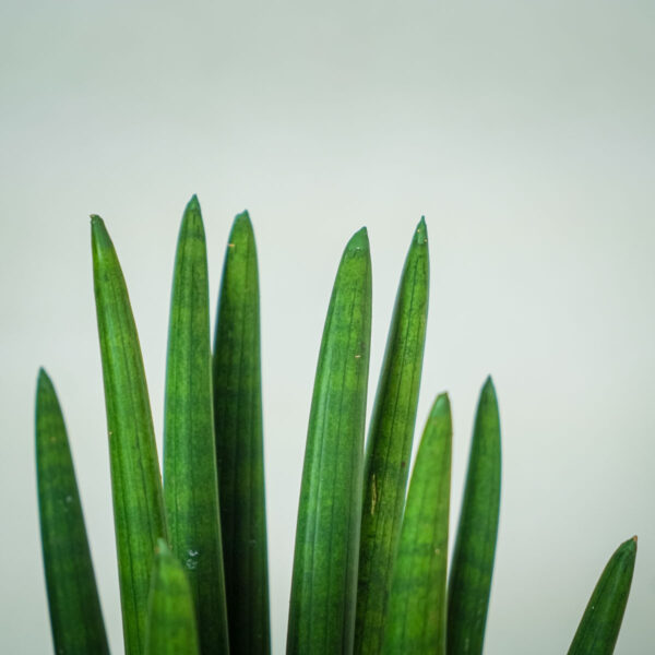 sansevieria-cylindrica (2) sansevieria-cylindrica
