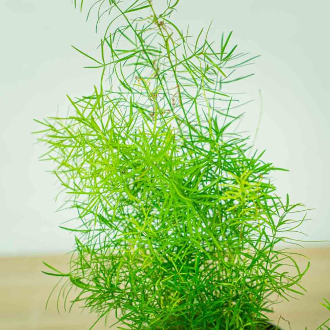 szparag-sprengera-asparagus-densiflorus-sprengeri (2) szparag-sprengera-asparagus-densiflorus-sprengeri