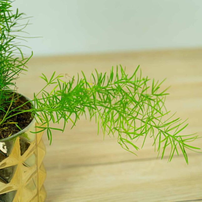 szparag-sprengera-asparagus-densiflorus-sprengeri (3) szparag-sprengera-asparagus-densiflorus-sprengeri