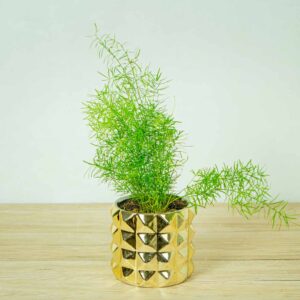 szparag-sprengera-asparagus-densiflorus-sprengeri