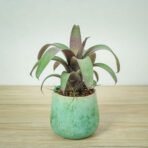 vriesea-saundersii