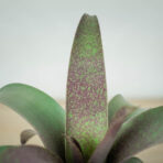 vriesea-saundersii