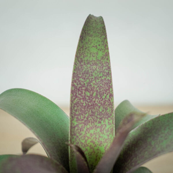 vriesea-saundersii (2) vriesea-saundersii