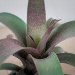 vriesea-saundersii