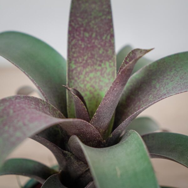 vriesea-saundersii (3) vriesea-saundersii