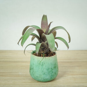 vriesea-saundersii