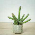 wilczomlecz-wlosy-meduzy-euphorbia-baioensis