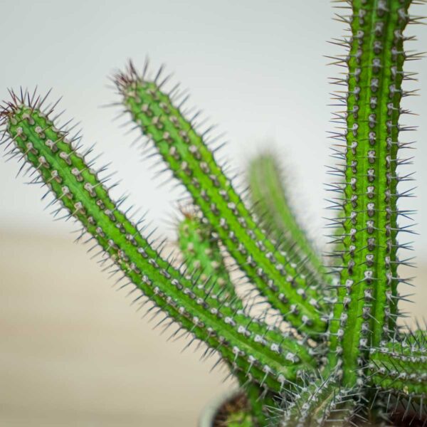 wilczomlecz-wlosy-meduzy-euphorbia-baioensis (2) wilczomlecz-wlosy-meduzy-euphorbia-baioensis