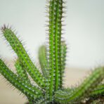 wilczomlecz-wlosy-meduzy-euphorbia-baioensis