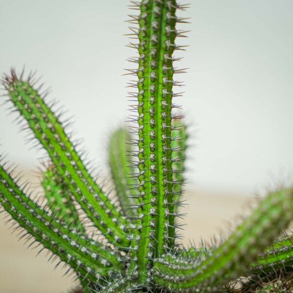 wilczomlecz-wlosy-meduzy-euphorbia-baioensis (3) wilczomlecz-wlosy-meduzy-euphorbia-baioensis