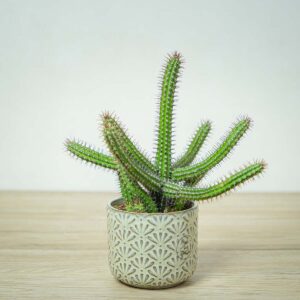 wilczomlecz-wlosy-meduzy-euphorbia-baioensis