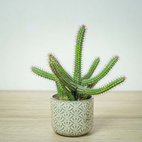 wilczomlecz-wlosy-meduzy-euphorbia-baioensis wilczomlecz-wlosy-meduzy-euphorbia-baioensis