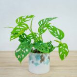 monstera-adansonii-var-laniata