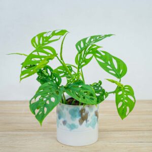 monstera-adansonii-var-laniata