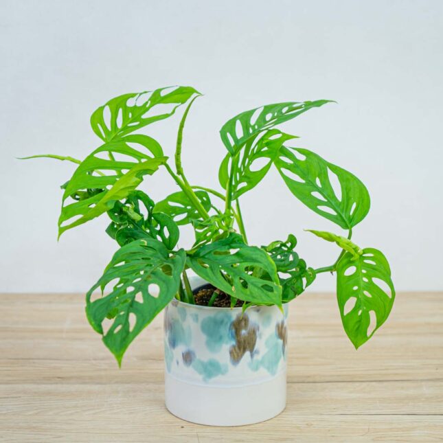 monstera-adansonii-var-laniata monstera-adansonii-var-laniata