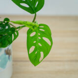 monstera-adansonii-var-laniata