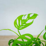 monstera-adansonii-var-laniata