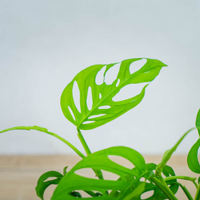 monstera-adansonii-var-laniata monstera-adansonii-var-laniata