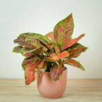 aglaonema-black-maroon