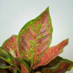 aglaonema-black-maroon